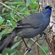 Kokako