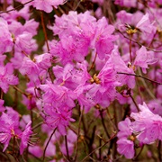 Korean Rhododendron (Rhododendron Mucronulatum)
