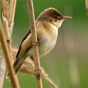 Eurasian Reed Warbler