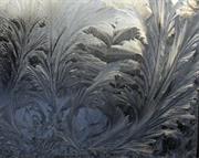 Fern Frost/Window Frost