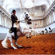 Lipizzaner Horses of the Spanish Riding School, Vienna, Austria