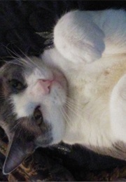 The Star Group (Christopher Pike)