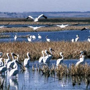 Cheyenne Bottoms Wildlife Area