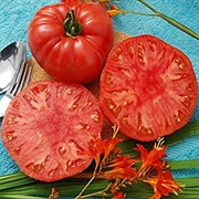 Giant Syrian Tomatoes