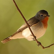 Red-Breasted Flycatcher