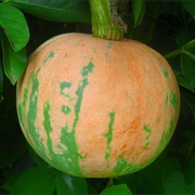 Melon