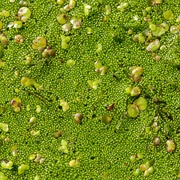 Spotless Watermeal (Wolffia Arrhiza)