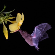 Palla's Long-Tongued Bat (Glossophoga Soricina)