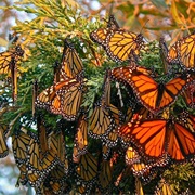 Butterfly Tour in Mexico