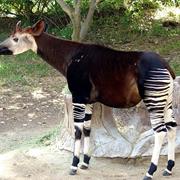 Okapi