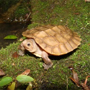 Sulawesi Forest Turtle