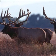Wapiti