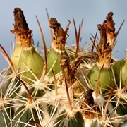 Beehive Cactus (Coryphantha)