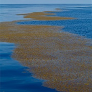 Sargasso Sea