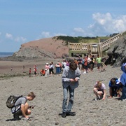 Visit Joggins Fossil Cliffs, NS
