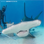 Scuba Dive With Hammerhead Sharks in Bimini Bahamas