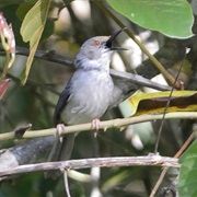 Long-Billed Forest Warbler