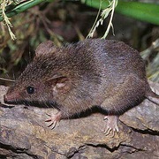 Agile Antechinus