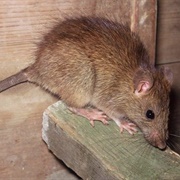 Black Rat (Rattus Rattus)