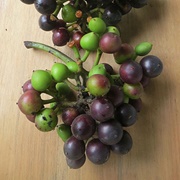 Amazon Tree Grape