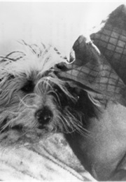 A Boy and His Dog (1946)