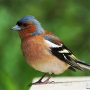 Common Chaffinch