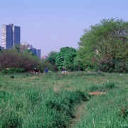 Montrose Point Bird Sanctuary, Chicago, Illinois