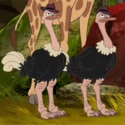 Ostrich Agents
