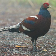 Mrs. Hume's Pheasant