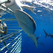 Cage Dive With Sharks