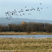 Ridgefield National Wildlife Refuge
