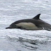 Long-Beaked Common Dolphin