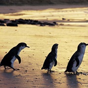 See Penguins on Phillip Island