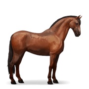 Lusitano - Cherry Bay