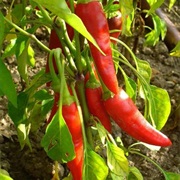 Capsicum Annuum