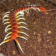 Amazon Giant Centipede