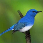 Ruck's Blue Flycatcher