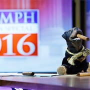 Triumph's Election Special 2016