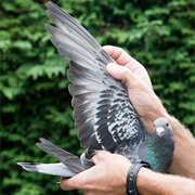 Pigeon Wing