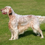 English Setter