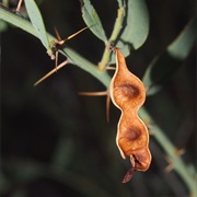 Gundabluie (Acacia Victoriae)