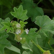 Low Mallow (Malva Pusilla)