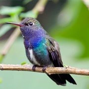 Sapphire-Spangled Emerald (Amazilia Lactea)