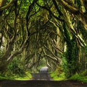 Dark Hedges, Ireland