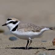 Snowy Plover