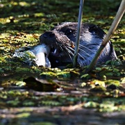 Carska Bara Special Nature Reserve, Serbia