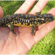 Salamander
