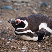 Hang Out a Beach With Wild Penguins