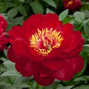 Peony