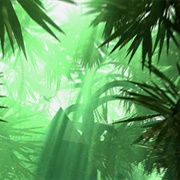 Jungle